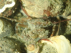Liocarcinus navigator