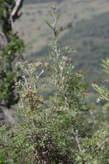 Berkheya bipinnatifida bipinnatifida