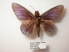 Pteroteinon laufella