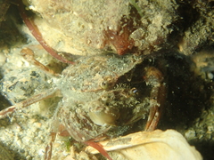 Liocarcinus navigator