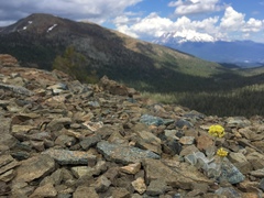 Eriogonum alpinum