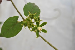 Gonolobus stenosepalus