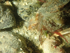 Liocarcinus navigator