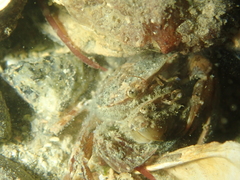 Liocarcinus navigator