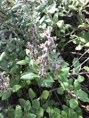 Teucrium flavum