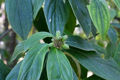 Cornus disciflora