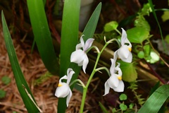 Cuitlauzina pulchella
