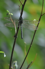 Polycanthagyna erythromelas