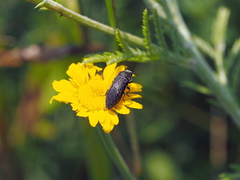 Acmaeoderella flavofasciata