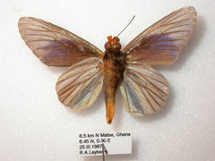 Pteroteinon laufella