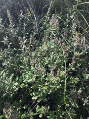 Teucrium flavum