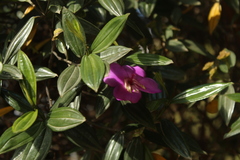 Meriania speciosa
