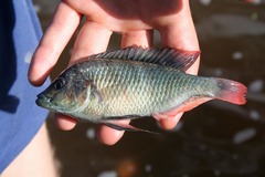 Haplochromis