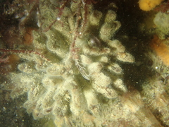 Raspailia ramosa