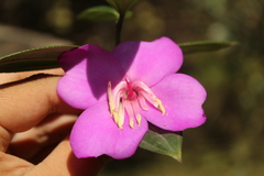Meriania speciosa