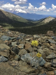 Eriogonum alpinum
