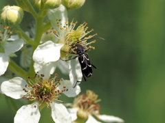 Chlorophorus sartor