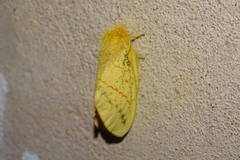 Chrysopsyche imparilis