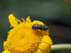 Acmaeoderella flavofasciata