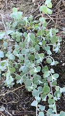 Helichrysum petiolare