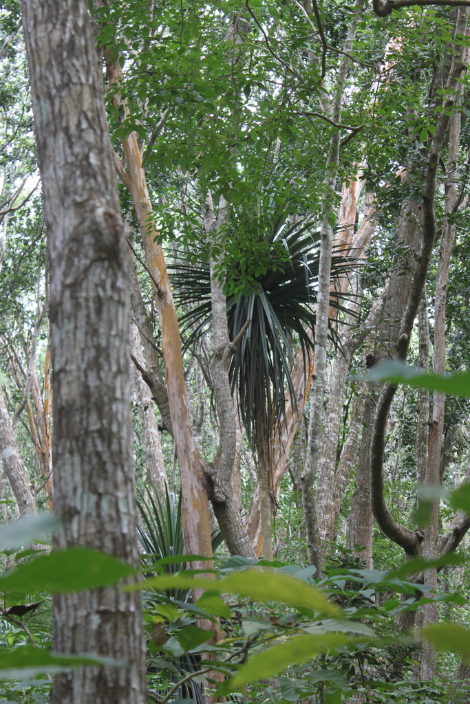 Pandanus rabaiensis