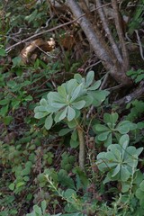 Othonna triplinervia