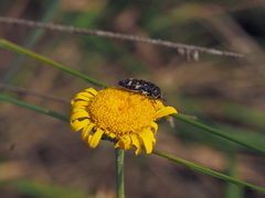 Acmaeoderella flavofasciata
