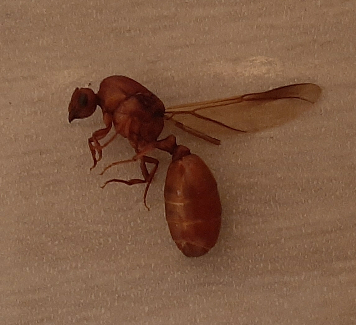 Carebara bicarinata