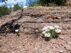 Townsendia grandiflora