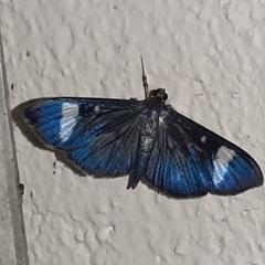 Erilusa leucoplagalis