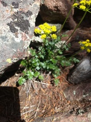 Cymopterus hallii