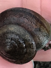 Helminthoglypta arrosa