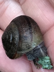 Helminthoglypta arrosa