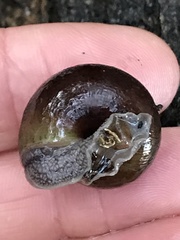 Helminthoglypta arrosa