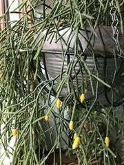 Hatiora salicornoides