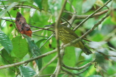 Kurochkinegramma hypogrammicum