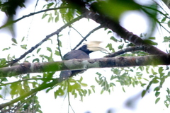 Anthracoceros malayanus