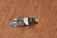Recurvaria leucatella