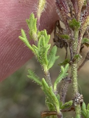 Chaenostoma hispidum