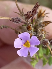 Chaenostoma hispidum