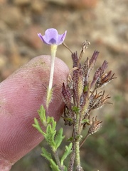 Chaenostoma hispidum