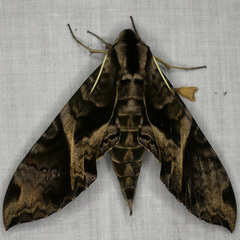 Eumorpha cissi