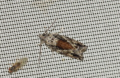 Epinotia nisella