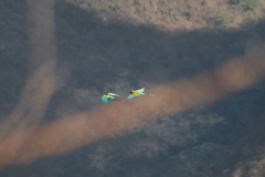 Ara militaris