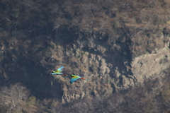 Ara militaris