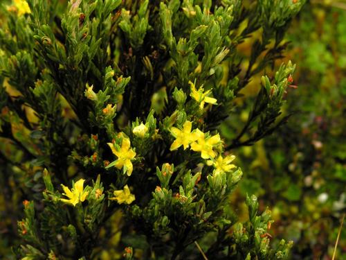 Hypericum lancioides (Hypericum lancioides)
