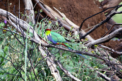 Purpureicephalus spurius