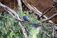 Purpureicephalus spurius