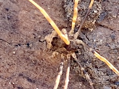 Leiobunum ventricosum