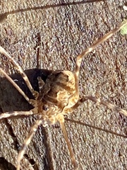 Leiobunum ventricosum